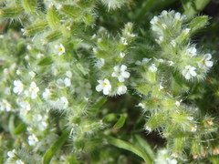 Cryptantha crassisepala