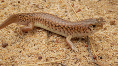 Unadorned Desert-Skink photo 3