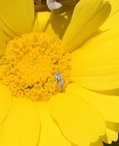 Neolarra photographed in Nevada