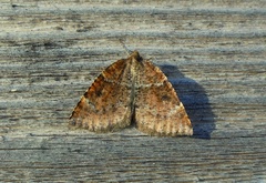 Epirranthis diversata