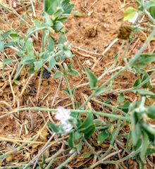 Carlowrightia texana
