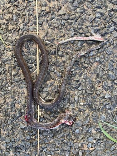 Olive Whip Snake