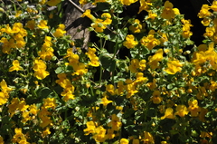 Erythranthe microphylla
