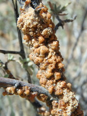 Ceroplastes irregularis