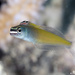 Townsend's Fangblenny - Photo (c) Stewart Clarke, some rights reserved (CC BY-NC), uploaded by Stewart Clarke