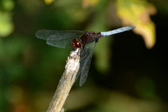 Erythrodiplax melanorubra