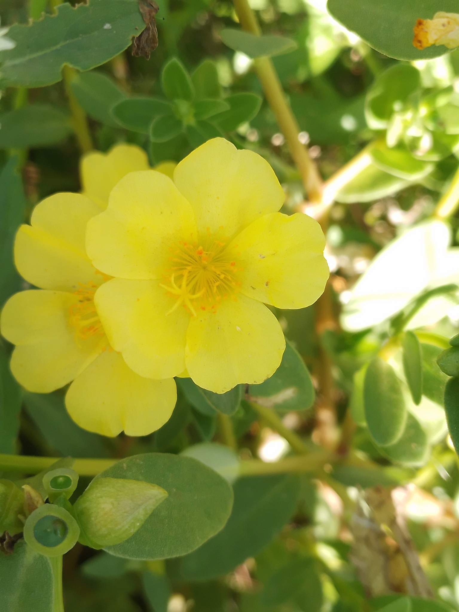 Portulaca umbraticola