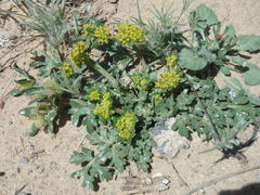 Cymopterus glomeratus
