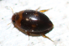 Suphisellus puncticollis