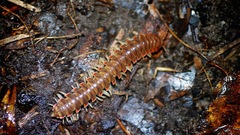 Dicellarius bimaculatus fictus