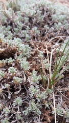 Artemisia pedatifida