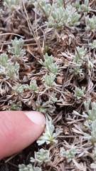 Artemisia pedatifida