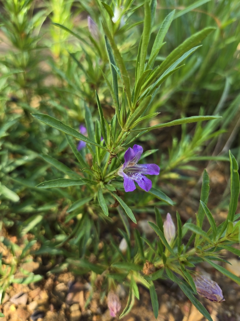 Snakeherb from Mineral Wells, TX, USA on May 18, 2024 at 09:36 AM by ...