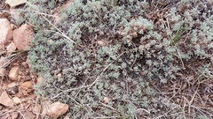 Artemisia pedatifida