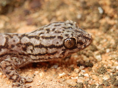 Gehyra variegata