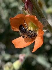 Calliopsis subalpina