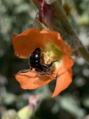 Calliopsis subalpina