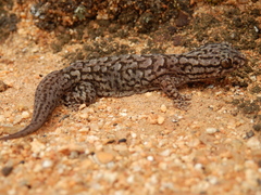 Gehyra variegata