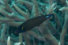 Labropsis xanthonota