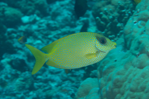 Bluespotted spinefoot (Siganus corallinus) — Siganidae