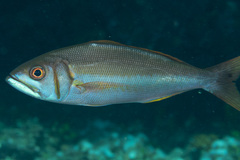 Small Toothed Jobfish photo 3