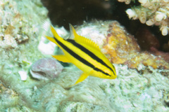 Neoglyphidodon nigroris