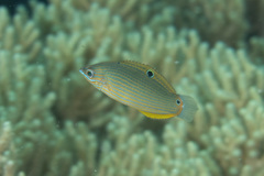 Halichoeres richmondi