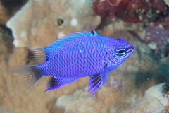 Chrysiptera cymatilis