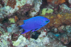 Chrysiptera cymatilis