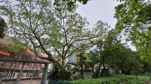 Image of Ficus rumphii by (c) CYL, some rights reserved (CC BY)