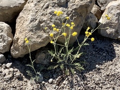 Hymenopappus filifolius
