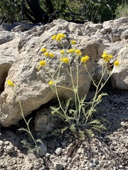 Hymenopappus filifolius