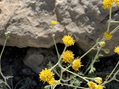 Hymenopappus filifolius