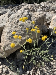 Hymenopappus filifolius