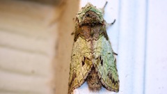 Macrurocampa marthesia