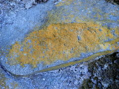 Leproplaca chrysodeta