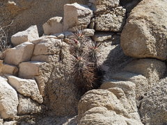 Echinocereus engelmannii