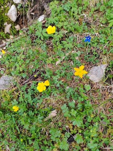 Image of Ranunculus carinthiacus by (c) Ljaž, some rights reserved (CC BY)