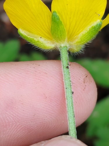 Image of Ranunculus carinthiacus by (c) Ljaž, some rights reserved (CC BY)