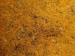 Leproplaca chrysodeta