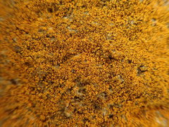 Leproplaca chrysodeta