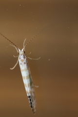 Nectopsyche exquisita