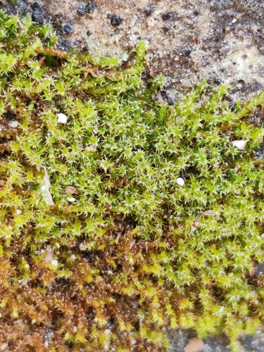 Image of Campylophyllum halleri by (c) Ljaž, some rights reserved (CC BY)