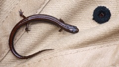 Eurycea quadridigitata