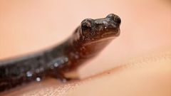 Eurycea quadridigitata