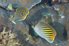 Chaetodon pelewensis
