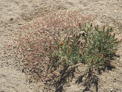 Eriogonum gracillimum