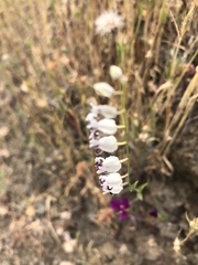 Streptanthus glandulosus secundus