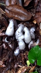 Monotropastrum humile