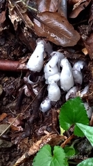 Monotropastrum humile